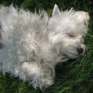 Meet your Posher, Janet